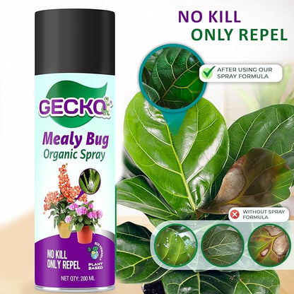 Gecko Mealy Bug Spray