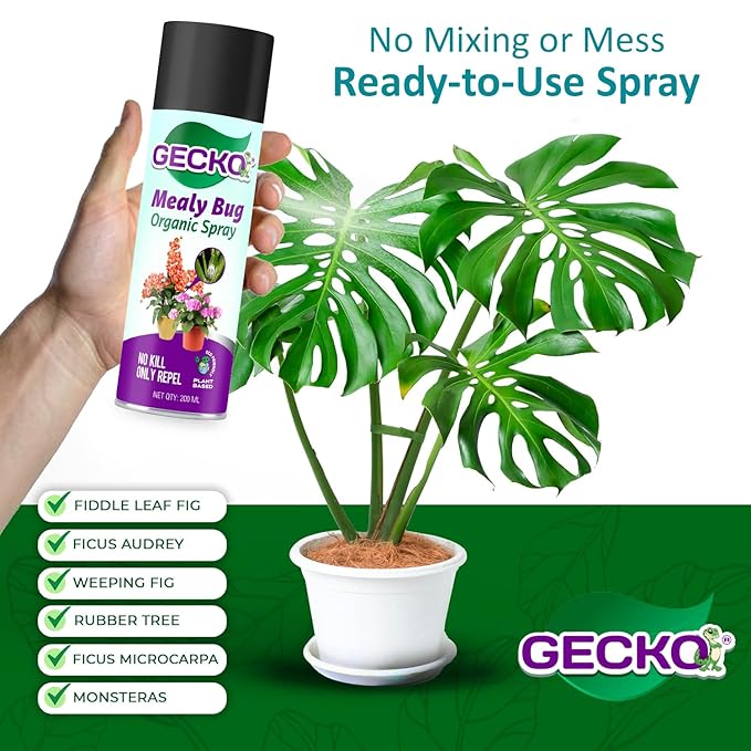 Gecko Mealy Bug Spray